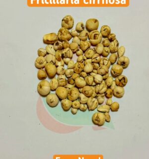 Fritillaria Cirrhosa