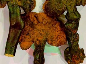 Ganoderma Mushrooms