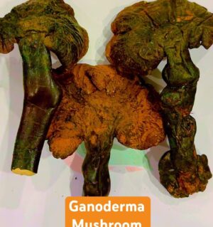 Ganoderma Mushrooms