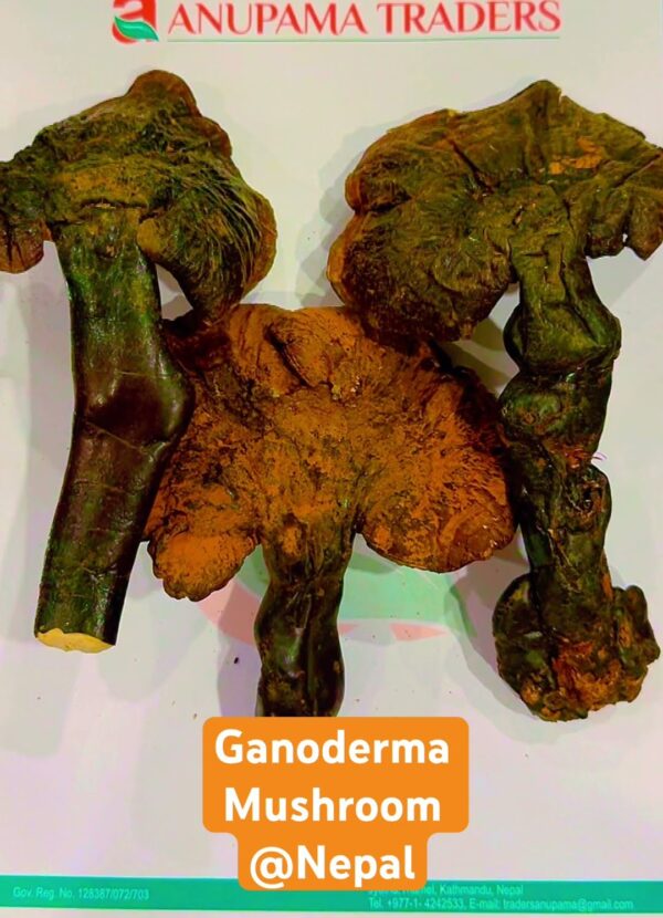 Ganoderma Mushrooms