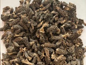 Morchella Mushrooms