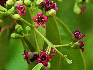 Srigandha (Santalum album)