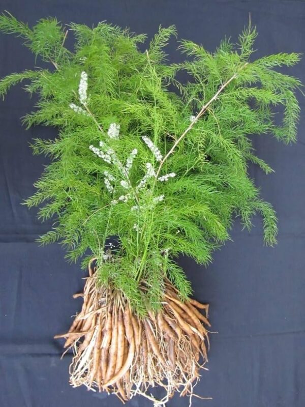 Satavari (Asparagus racemosus)