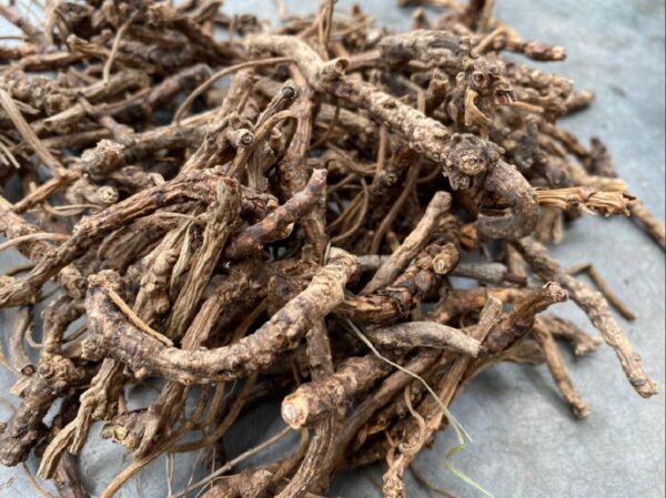 Kutki (Picrorhiza kurroa)