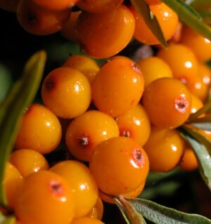 Seabuckthorn (Hippophae rhamnoides)