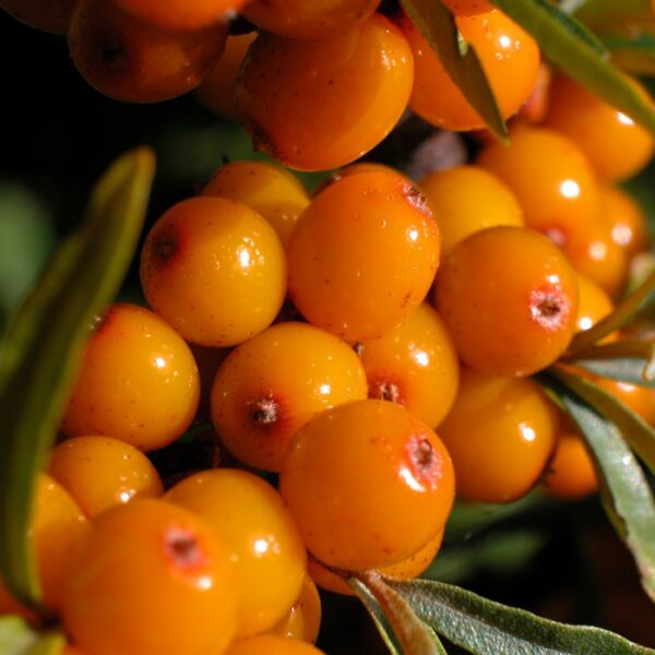 Seabuckthorn (Hippophae rhamnoides)