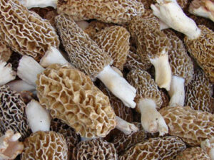 Gucci Chyau (Morchella esculenta)